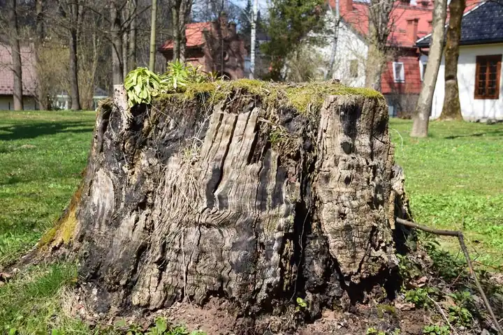 Our stump grinding expertise