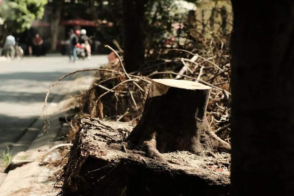 Benefits of stump grinding