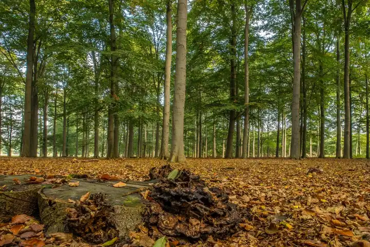 Our Expertise in Emergency Tree Services