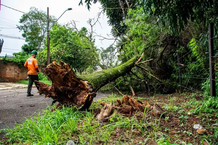 Stump Removal
